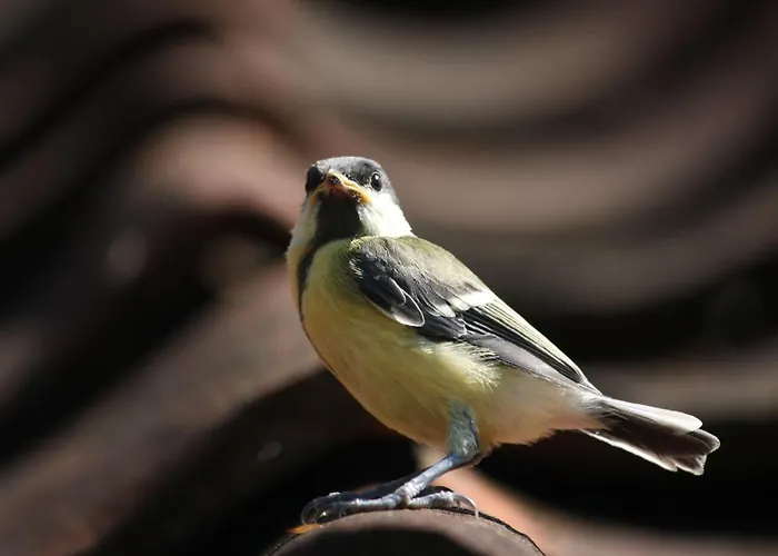 Tatil Evi In With Terrace *