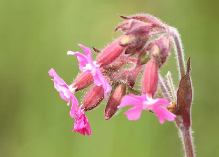 In With Terrace Tatil Evi Geesteren (Overijssel)