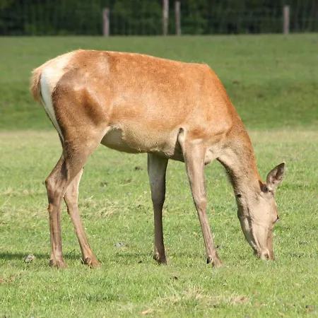 Nyaraló In With Terrace
