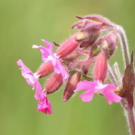 In With Terrace Nyaraló Geesteren