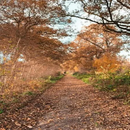 In With Terrace Nyaraló